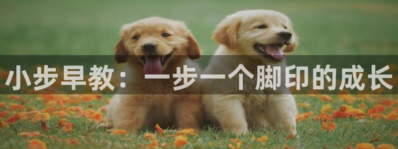 天顺娱乐问943994：小步早教：一步一个脚印的成长